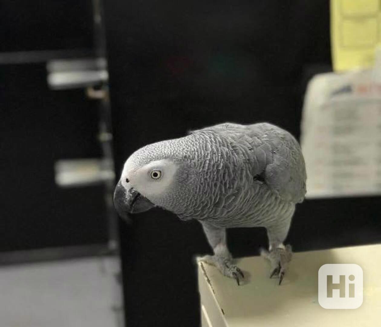 Skvělí ❤️Papoušci arové  - foto 1