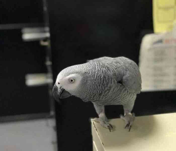 Skvělí ❤️Papoušci arové 