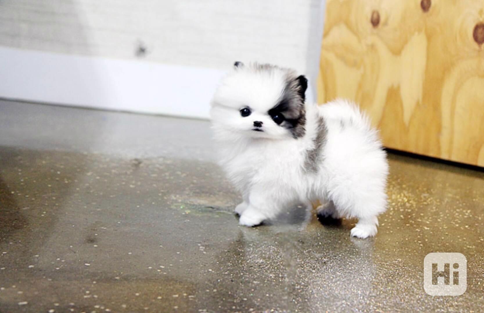 Pomeranian mini - foto 1