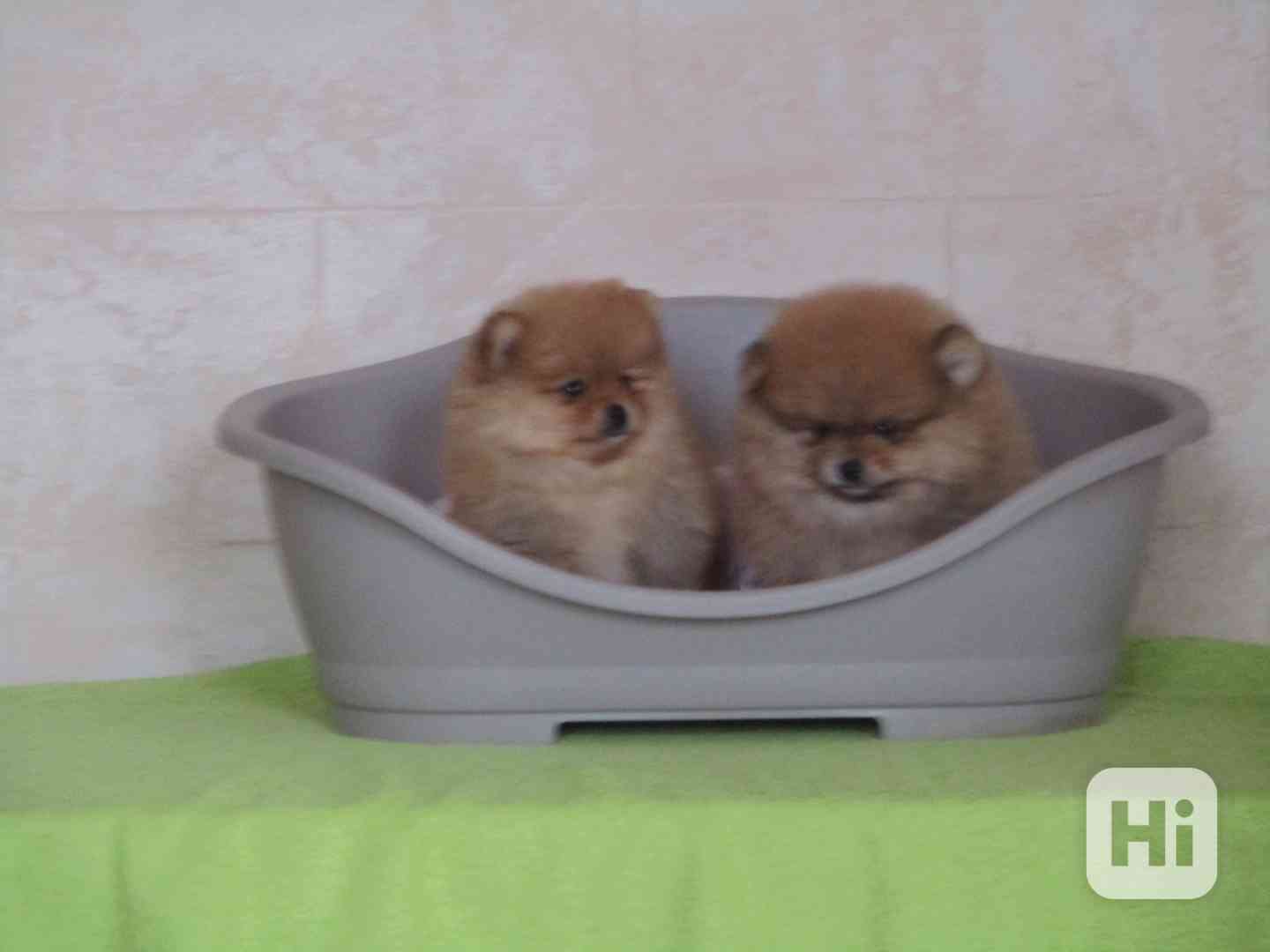 Pomeranian - foto 1