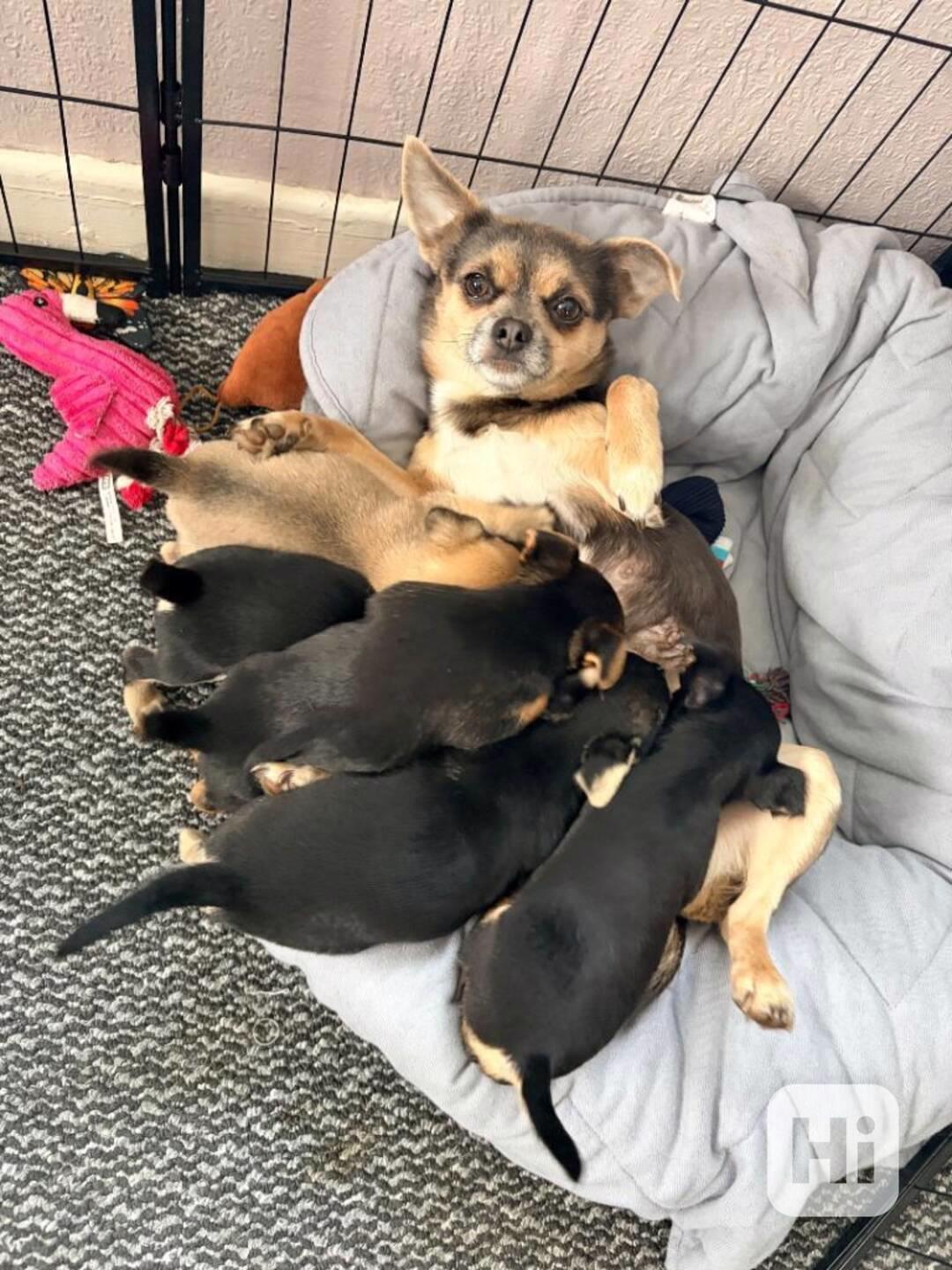 Civavy s PP, civavy - foto 1