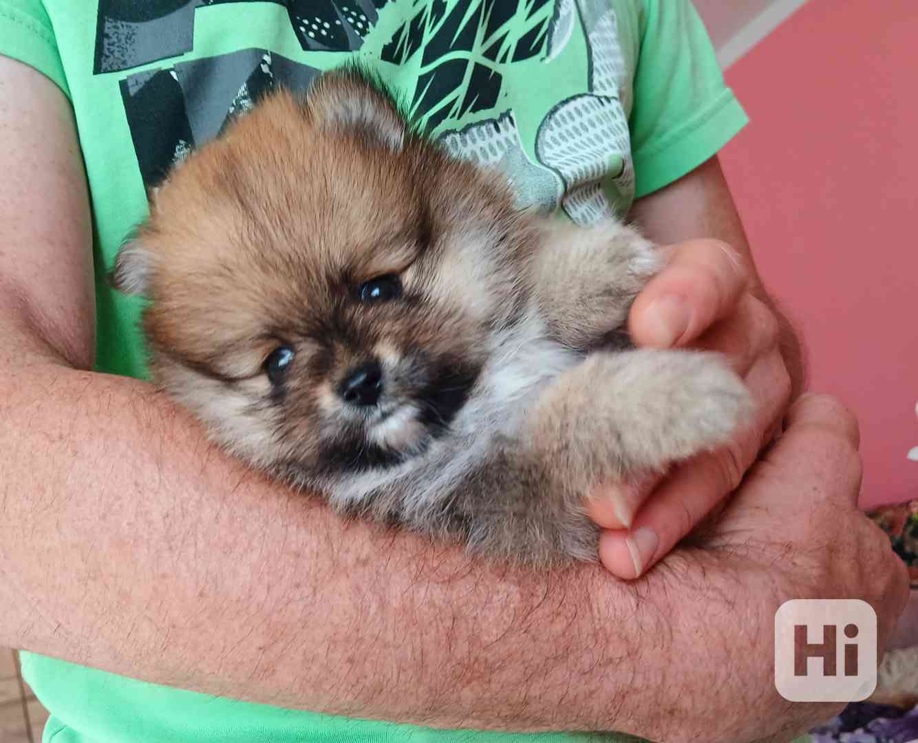 Pomeranian klouček - foto 1