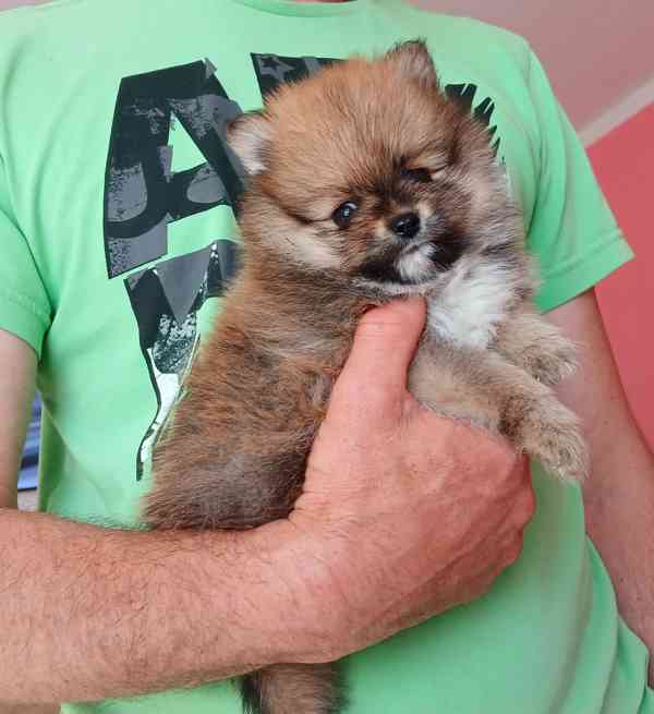 Pomeranian klouček - foto 3