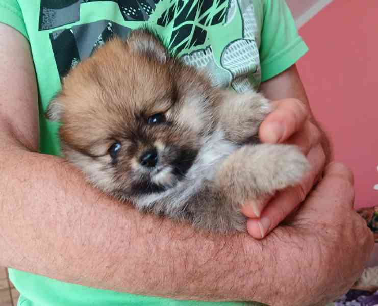Pomeranian klouček