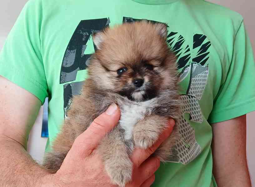 Pomeranian klouček - foto 2