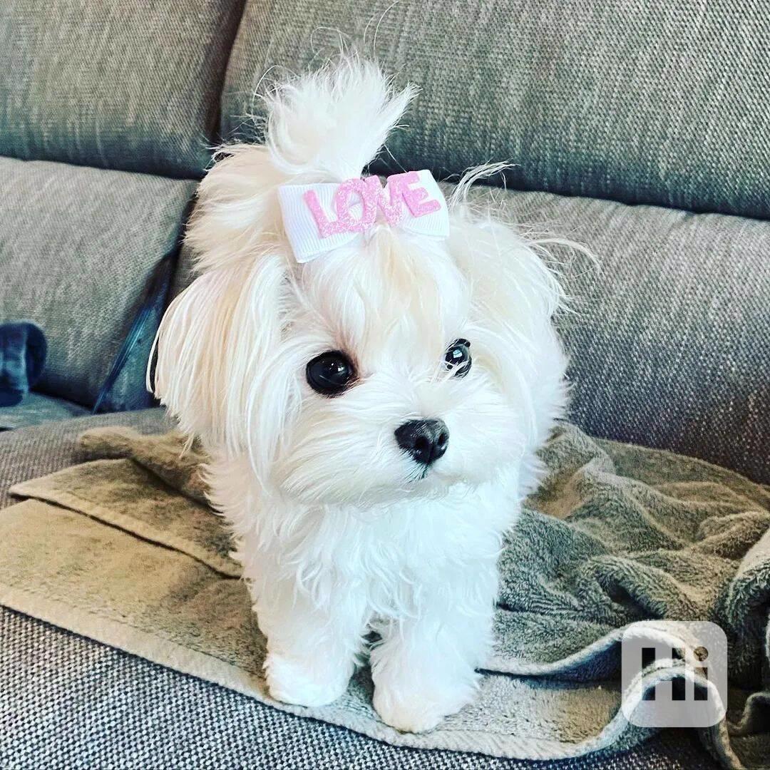 Nádherná maltézská štěňata, samec a samice - foto 1