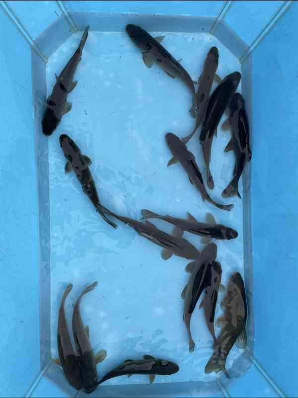 Jezírkové ryby - foto 9