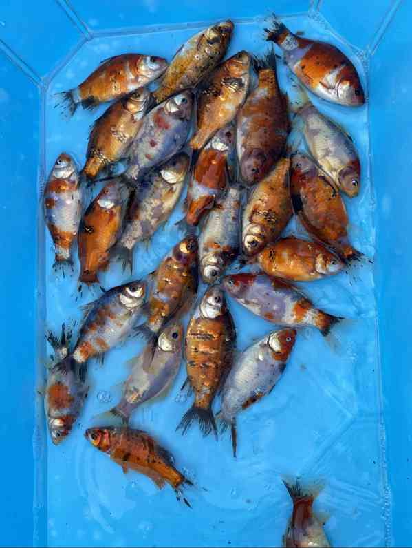 Jezírkové ryby - foto 4