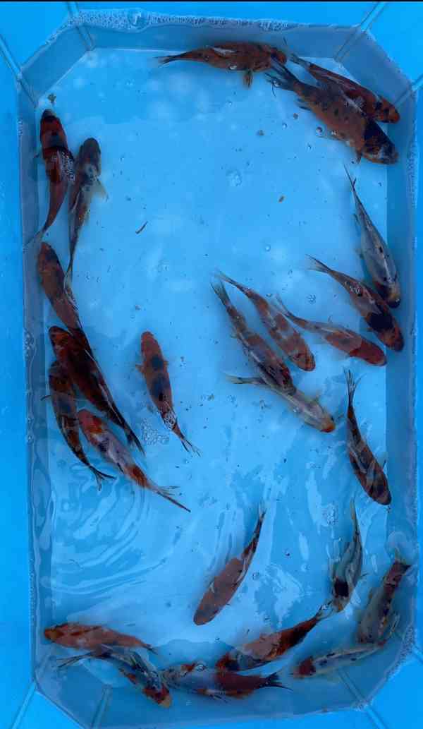 Jezírkové ryby - foto 5