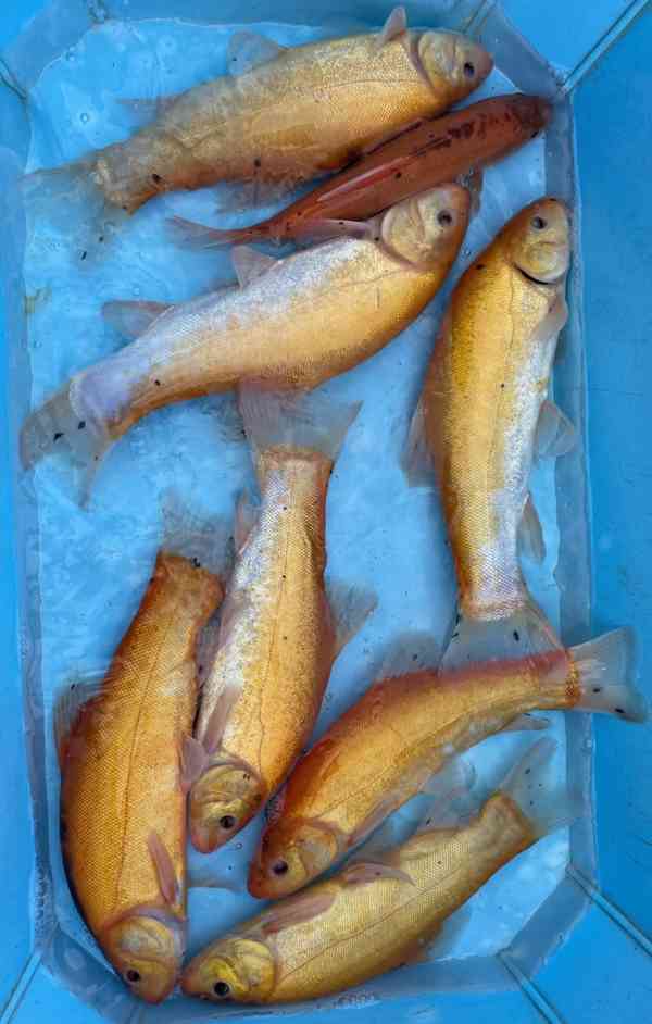 Jezírkové ryby - foto 7