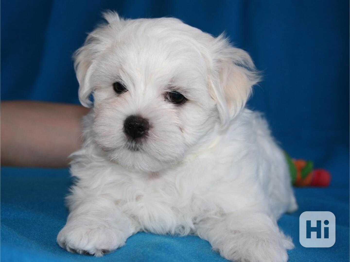 Bichon maltese štěňátka 6200kc - foto 1