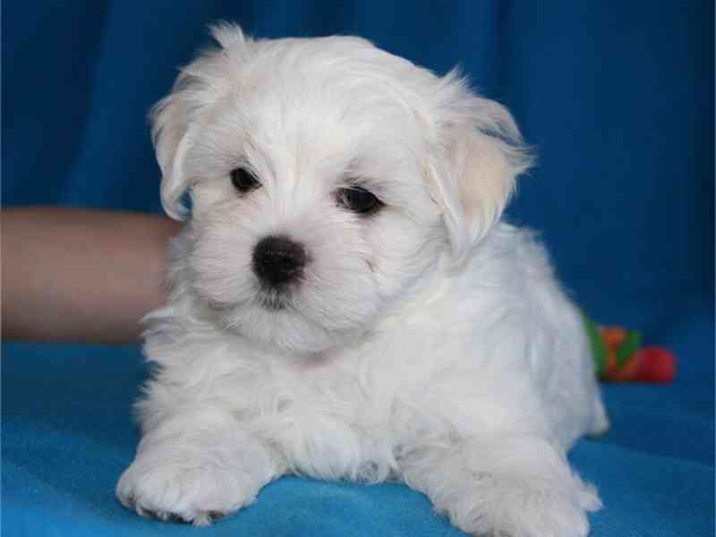 Bichon maltese štěňátka 6200kc