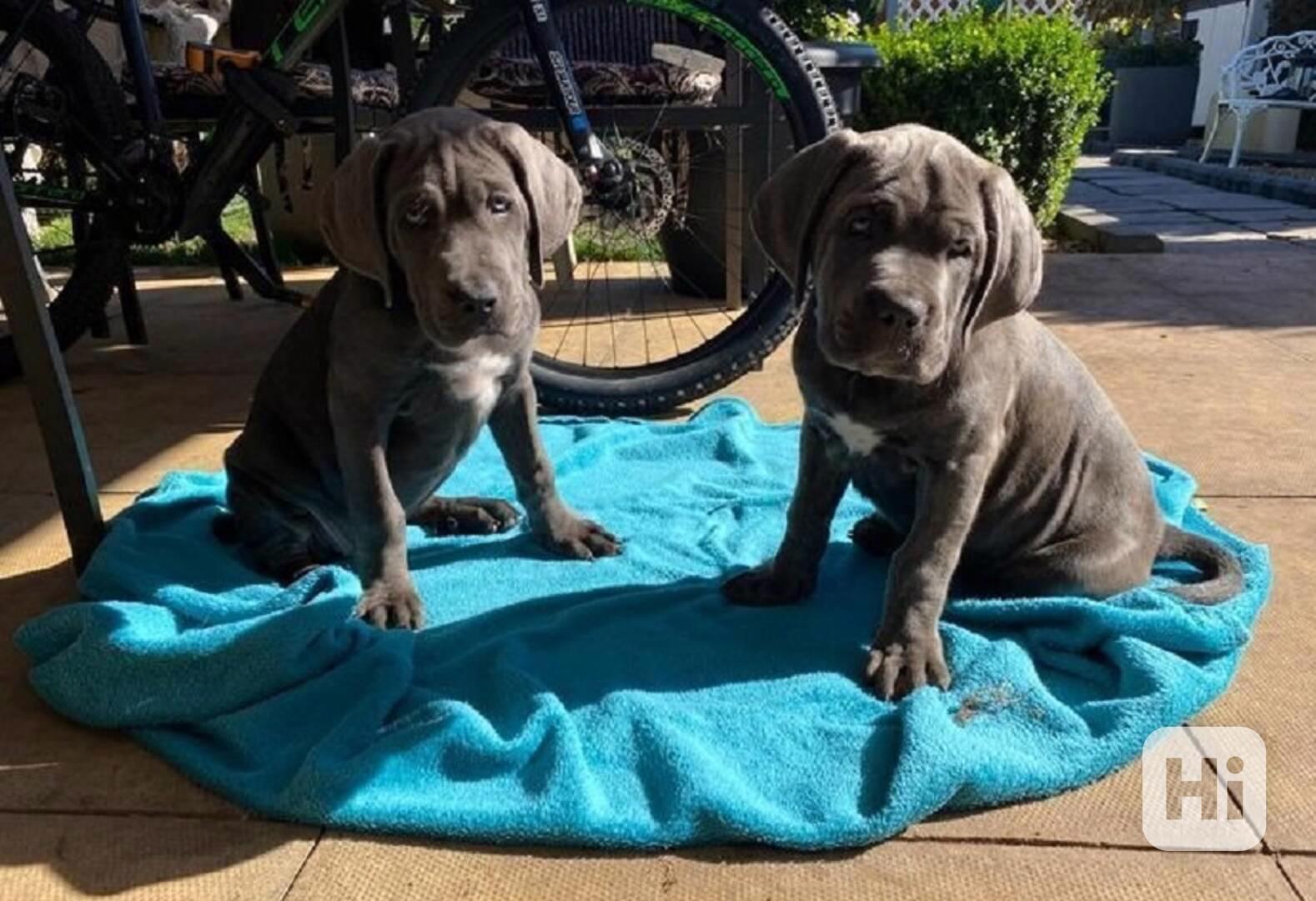 Štěňata Cane Corso - foto 1