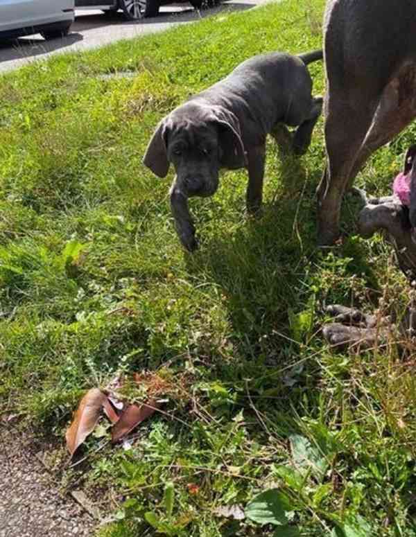 Štěňata Cane Corso - foto 4