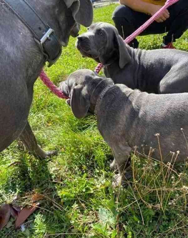 Štěňata Cane Corso - foto 3