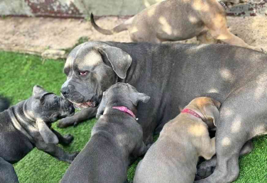 Štěňata Cane Corso - foto 5