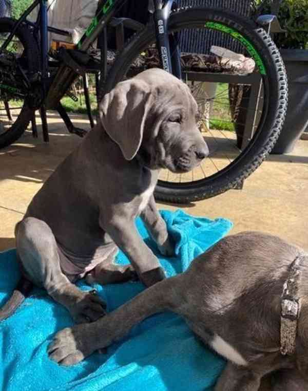 Štěňata Cane Corso - foto 2