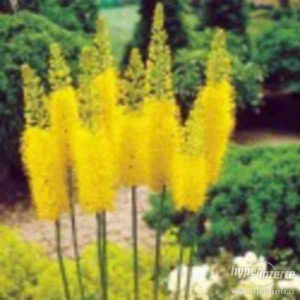 Eremurus Stenophyllus - kořenová hlíza - foto 1