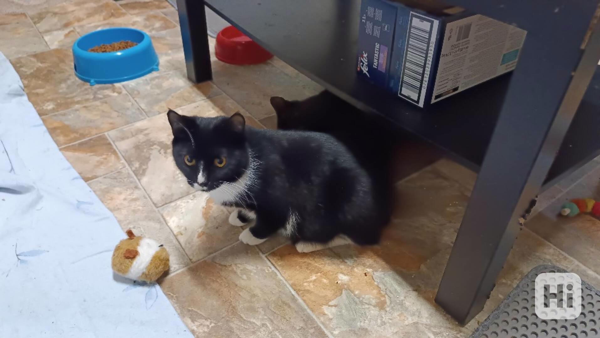 Charley je asi 7měsíční černo bílý kocourek. - foto 1