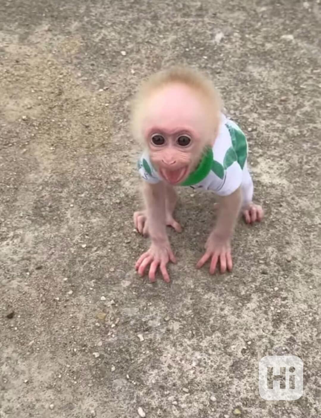 Socializované kapucínské opice k adopci - foto 1