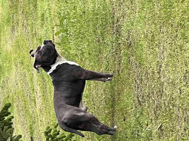 Štěně americký stafordširský teriér/pitbull - foto 2