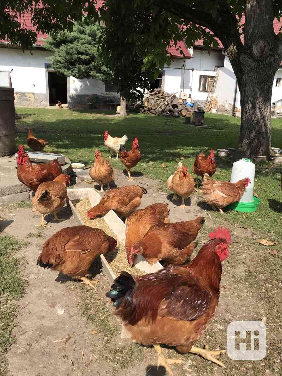 Prodej živých kuřat z farmy - foto 1
