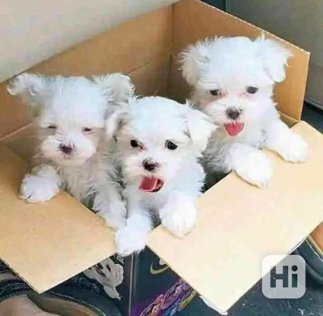 Roztomilá štěňata maltézského psíka k adopci - foto 1