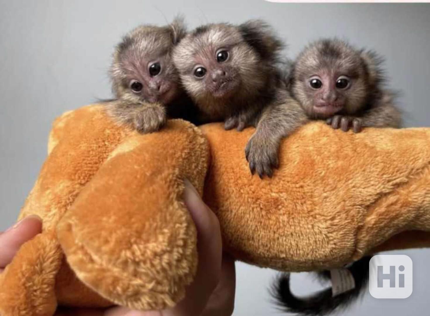 Prstonožci kosmanů - foto 1