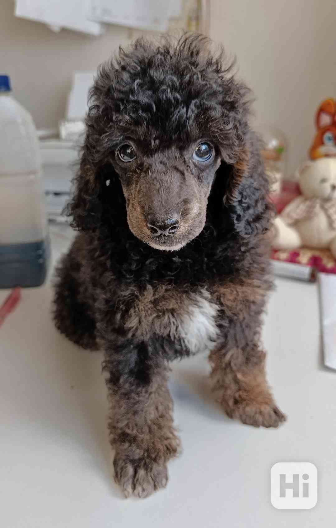 Pudl trpasličí s PP - foto 1