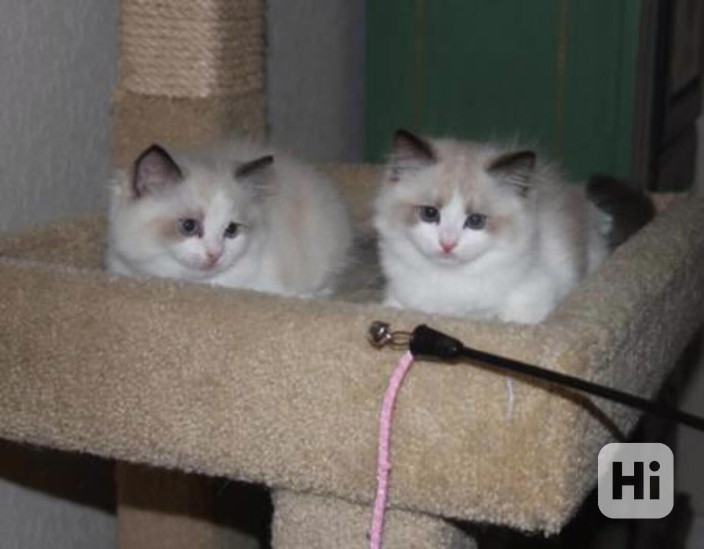 Ragdoll koťata na prodej – 5 krásných koťat - foto 1