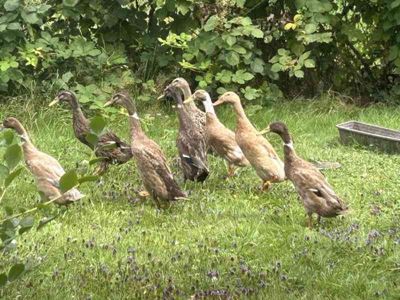 indický běžec divokého zbarvení - foto 2