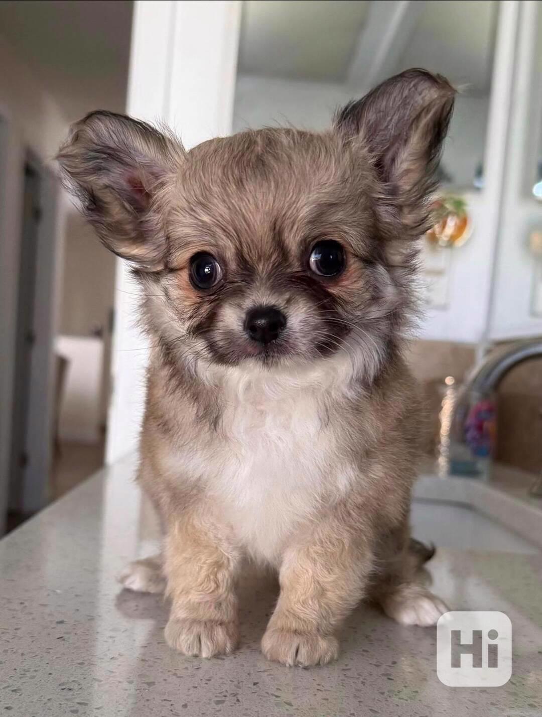 Štěňata dlouhosrstých čivav k adopci.  - foto 1