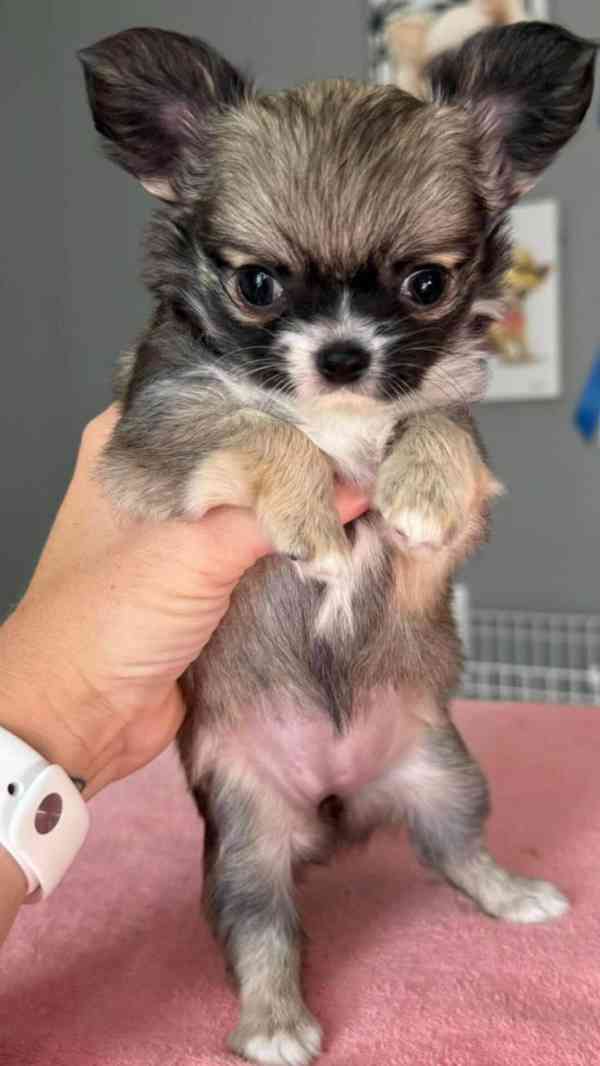 Štěňata dlouhosrstých čivav k adopci.  - foto 2