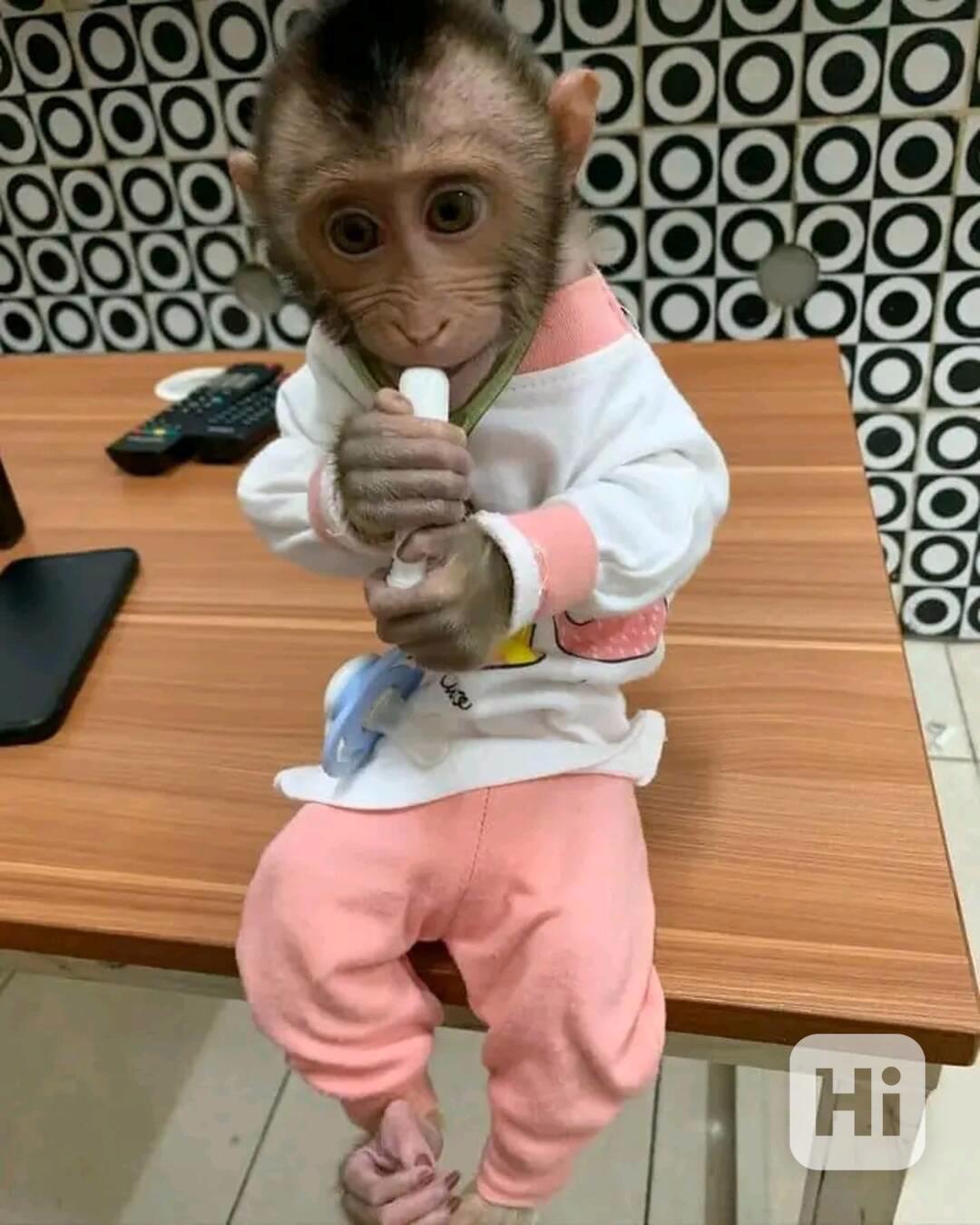  Veterinář zkontroloval krásného kapucína - foto 1