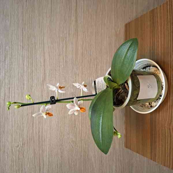 Phalaenopsis Mini Mark - foto 2