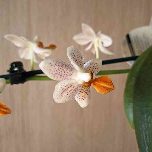 Phalaenopsis Mini Mark - foto 3