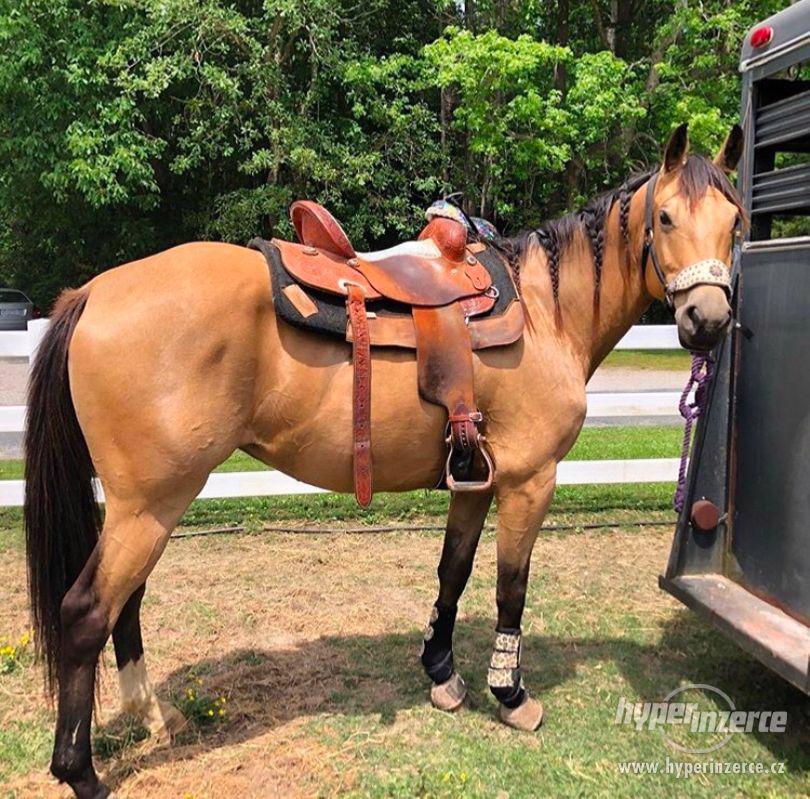 Krásný Quarter kůň Buckskin valach připraven pro nový domov - foto 1