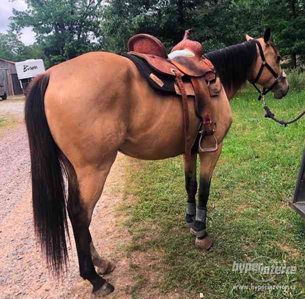 Krásný Quarter kůň Buckskin valach připraven pro nový domov - foto 2