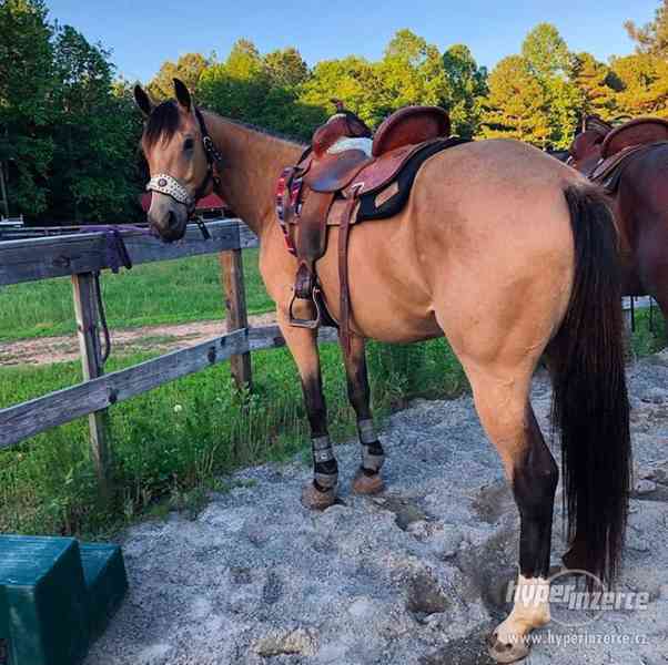 Krásný Quarter kůň Buckskin valach připraven pro nový domov - foto 3