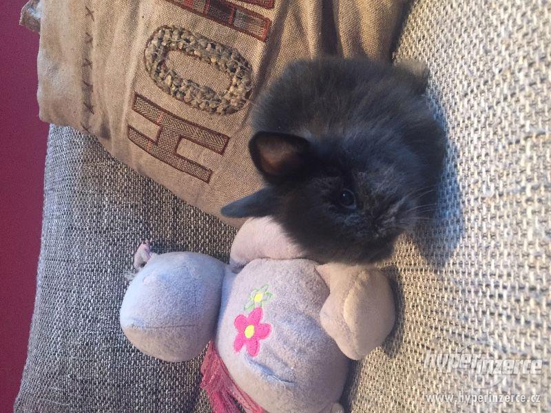 Teddy králíčci - foto 1
