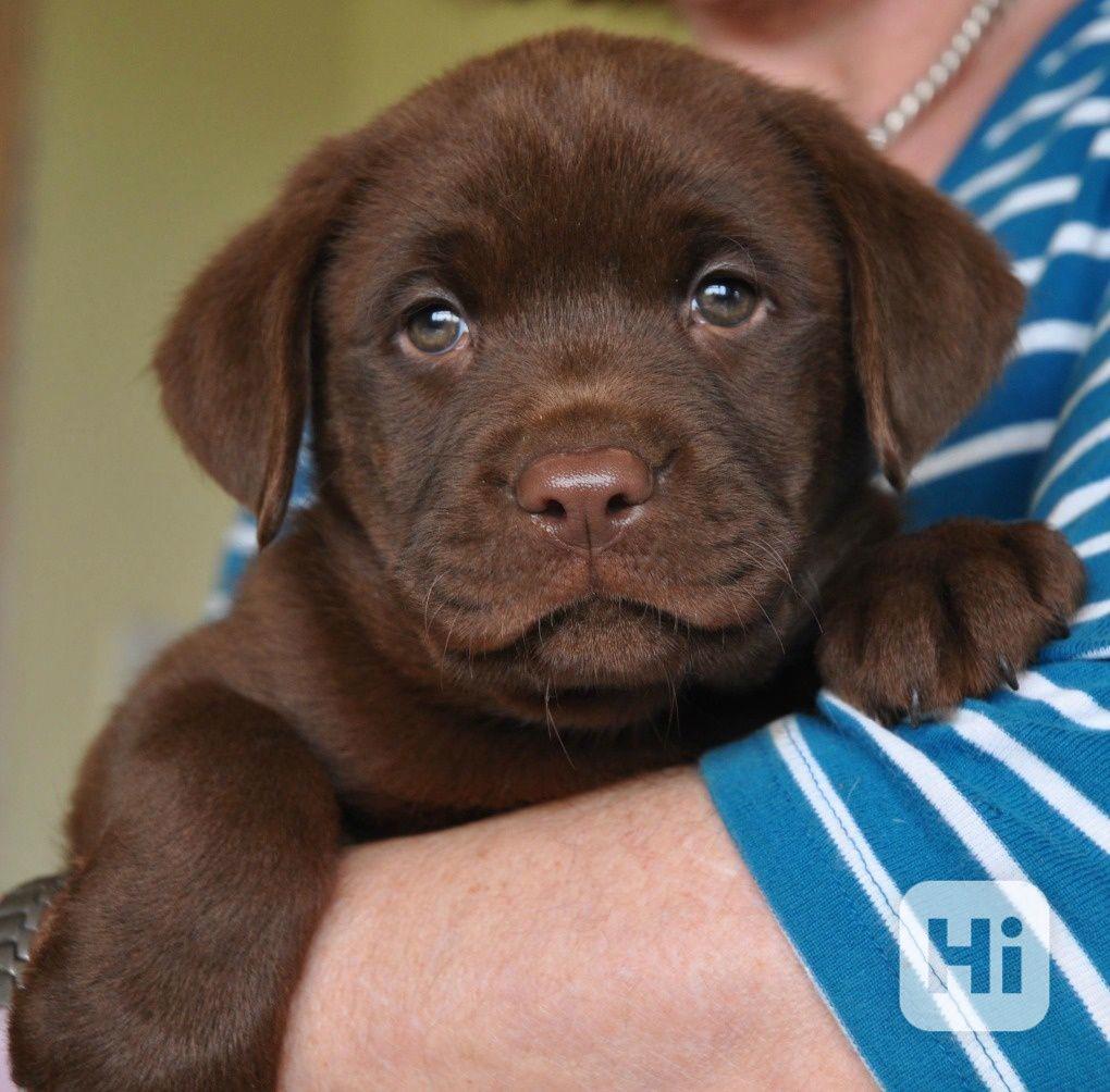 Labrador retriever štěňata - foto 1