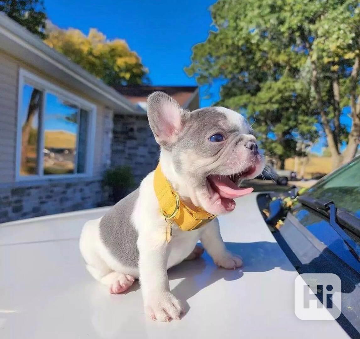 Tato rozkošná štěňátka francouzského buldočka  - foto 1