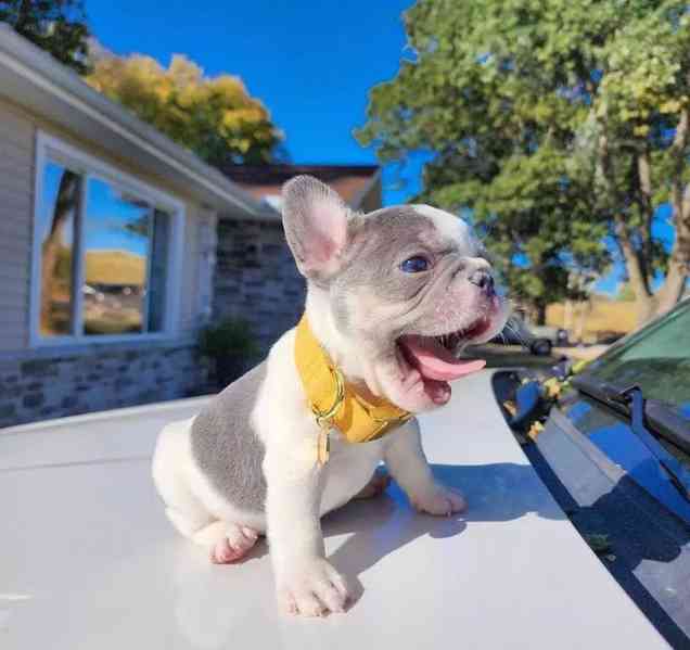 Tato rozkošná štěňátka francouzského buldočka 