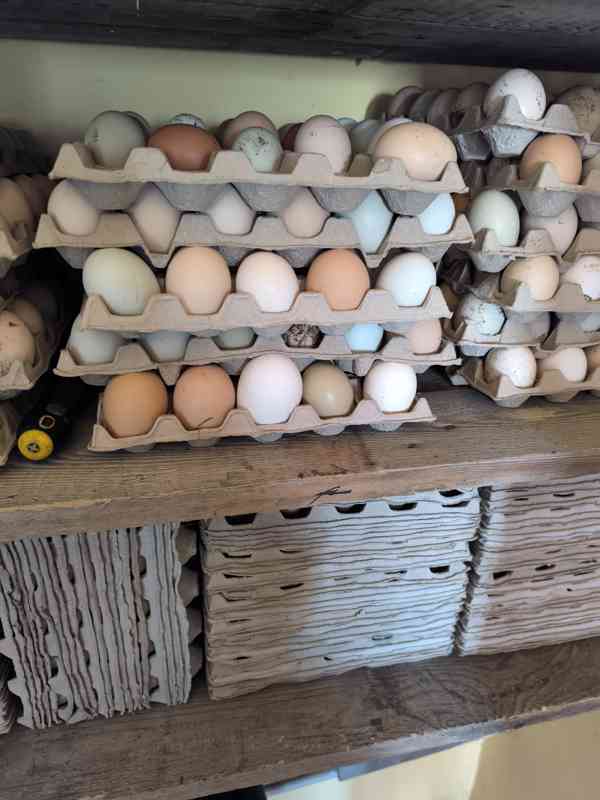 Domácí vejce 