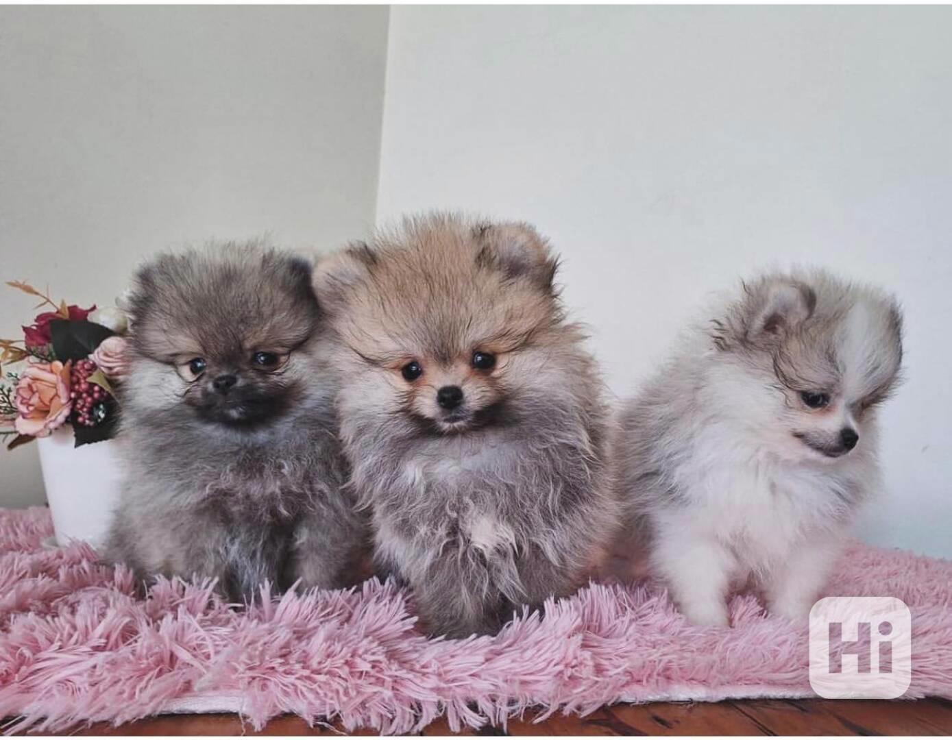 k dispozici Pomeraniana - foto 1