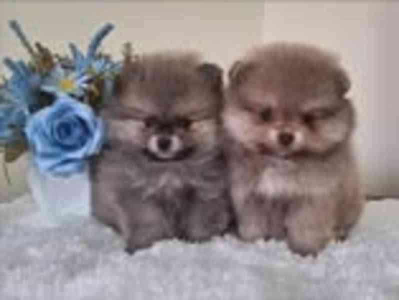 k dispozici Pomeraniana - foto 2