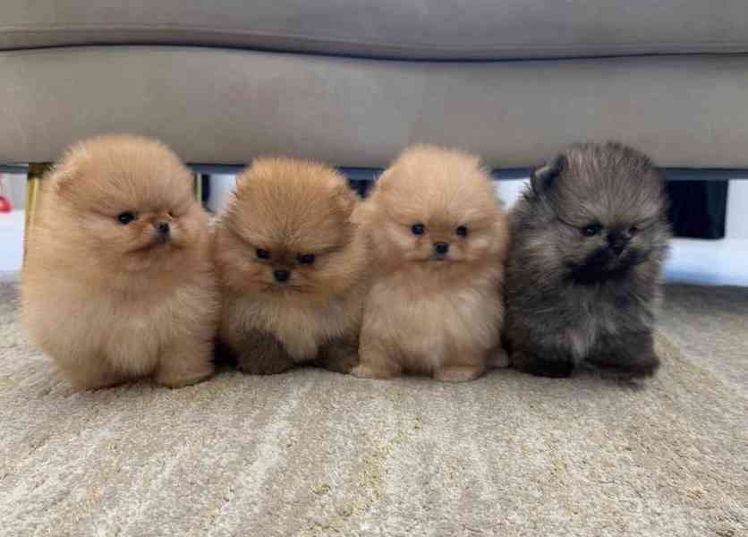 k dispozici Pomeraniana - foto 4