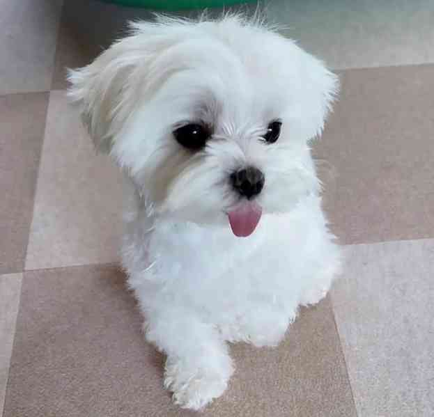 štěňata maltézského ovčáka k adopci  - foto 3