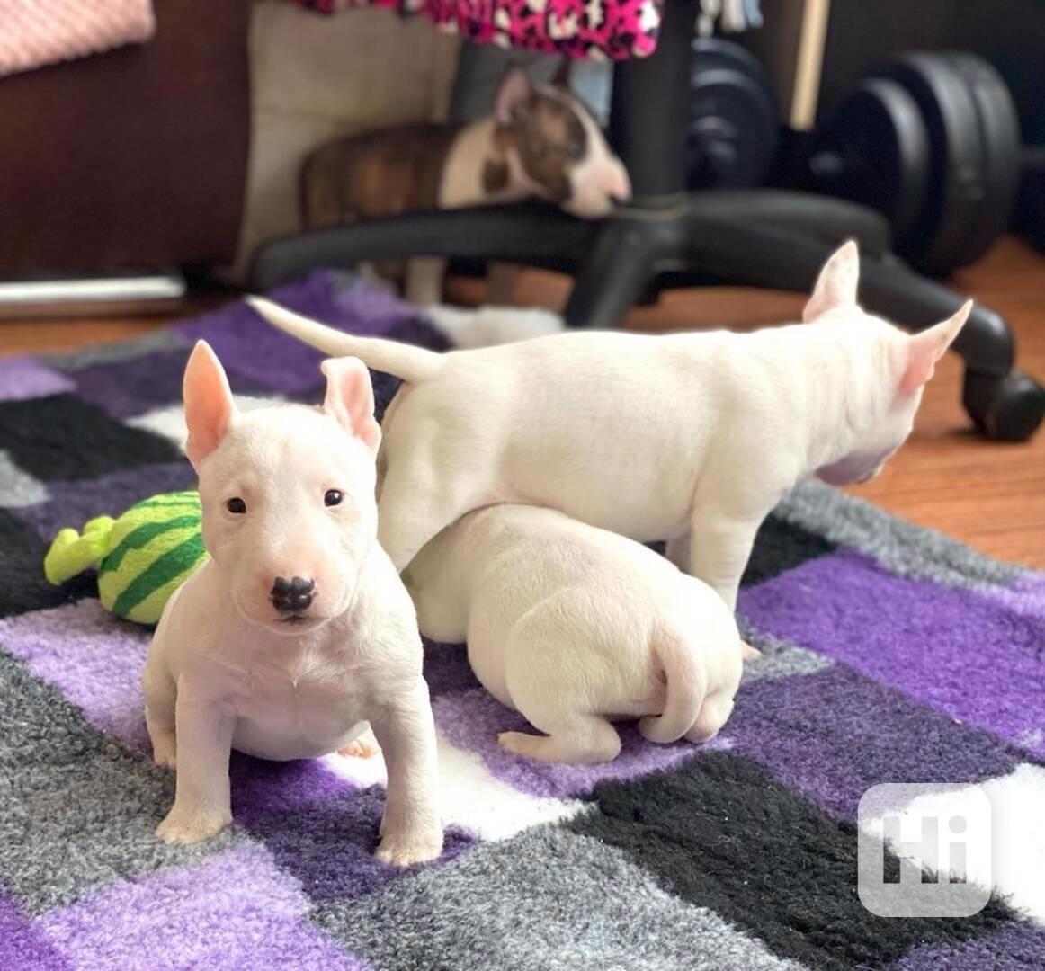 Mini bullteriér - foto 1