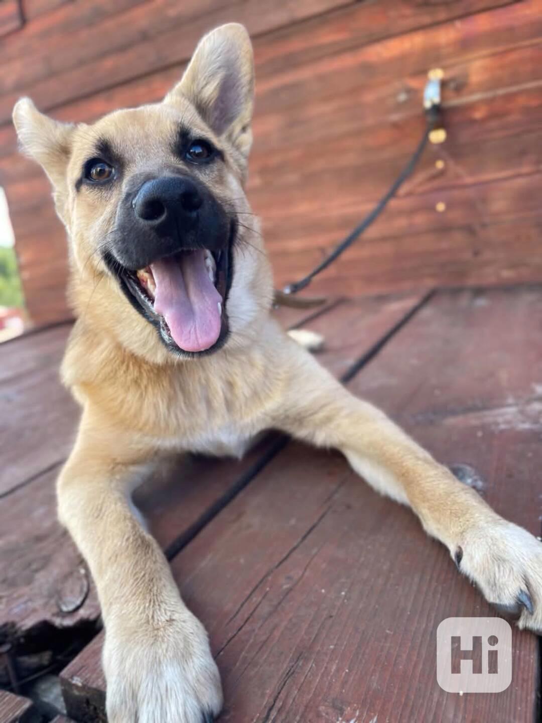 CASPER - pejsek, štěně 4 měsíce  - foto 1